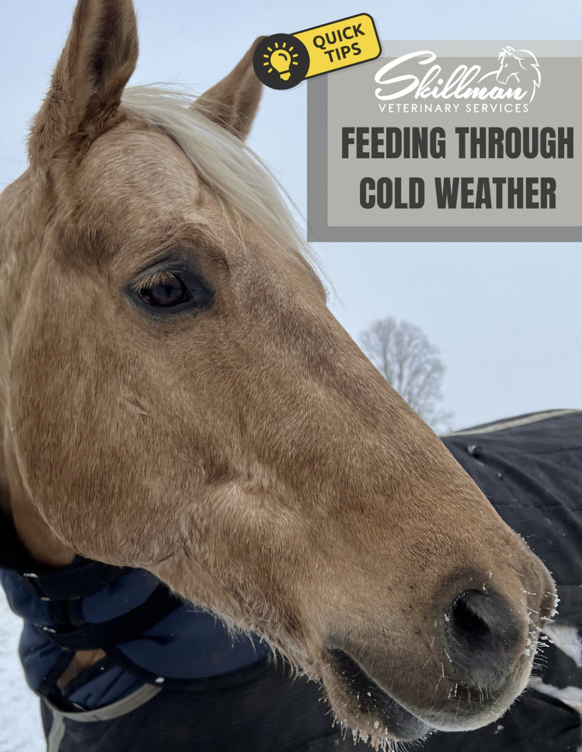 Equine Winter Nutrition: Adjusting Diets for Cold Weather